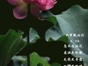 （又是一年荷花开）《雨中观池荷 》 （宋-李复）