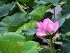 荷花秀-小荷才露尖尖角，已是花香片片浓。