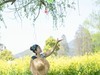 孔 雀 舞