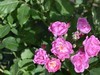 月季花