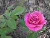 月季花