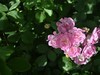 月季花