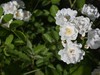 月季花