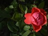 月季花