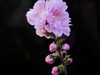 碧桃花开