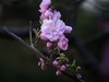 碧桃花开