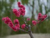 碧桃花开