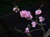 碧桃花开