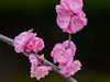 碧桃花开