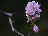 碧桃花开