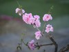 碧桃花开