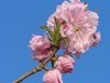 碧桃花开