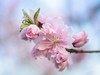 碧桃花开