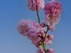 碧桃花开