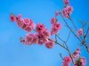 碧桃花开