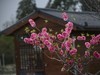 碧桃花开