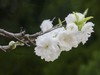 碧桃花开