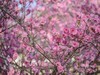 碧桃花开