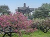 碧桃花开