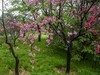 碧桃花开