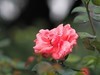 流花湖公园 （43）