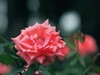 流花湖公园 （43）