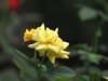 流花湖公园 （43）