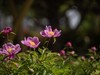 芍药（十四）
