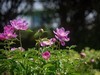 芍药（十四）