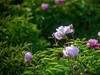 芍药（十四）