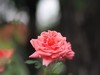 流花湖公园 （43）