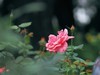 流花湖公园 （43）