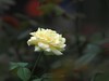 流花湖公园 （43）