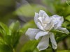 桅子花开