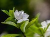 桅子花开