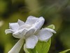 桅子花开