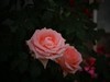 月季花