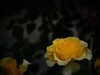 月季花
