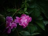 月季花
