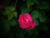 月季花