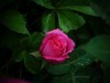 月季花