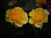 月季花