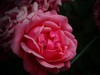 月季花