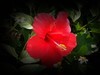 朱槿花（1）