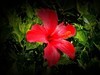 朱槿花（1）