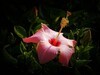朱槿花（1）