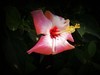 朱槿花（1）