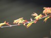 春