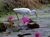 白鹭   3