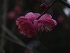 红梅迎春来